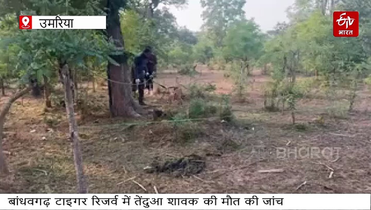 बांधवगढ़ में 6 माह के तेंदुए का शिकार बाघ ने किया या तेंदुए ने? मौके पर दोनों के पगमार्क