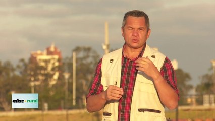 Manejo reproductivo y nutricional de ganado en Sistema Silvopastoril