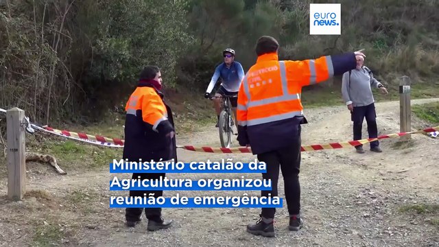 UE envia veterinários para a Catalunha para travar surto de peste suína africana