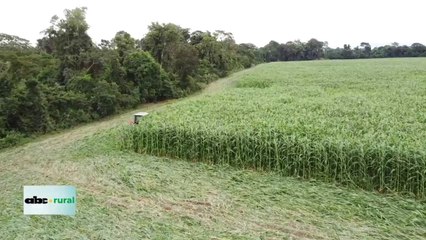 Sorgo gigante como cobertura de suelo aumenta rendimiento de soja