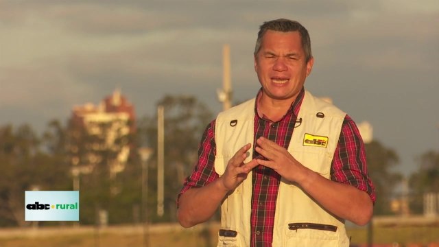 Uso de sorgo gigante como cobertura de suelo y sus ventajas
