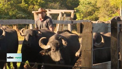 Criadores de Búfalos de Paraguay definen planes de acción