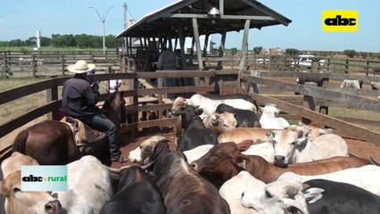 Especialista argumenta porque Paraguay no debería dejar de vacunar contra aftosa