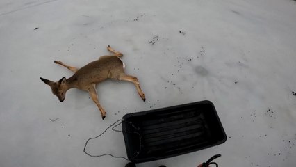 Emotivo rescate de un corzo atrapado en un lago helado en Siberia