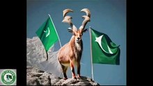 The world's largest Markhor statue has been inaugurated.