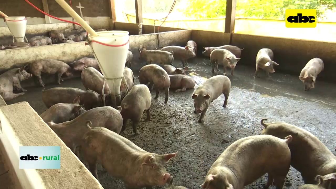 ABC RURAL: situación de la posible exportación...