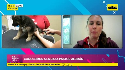 Conocemos a la raza Pastor Alemán: "Son perros con bastante energía y muy protectores".