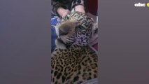 Yaguareté Rescatado Recibe Su Primera Comida