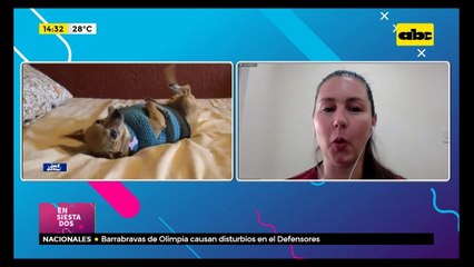 Los cuidados a tener con perros ancianos