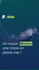 Ce requin dévore une otarie en pleine mer !