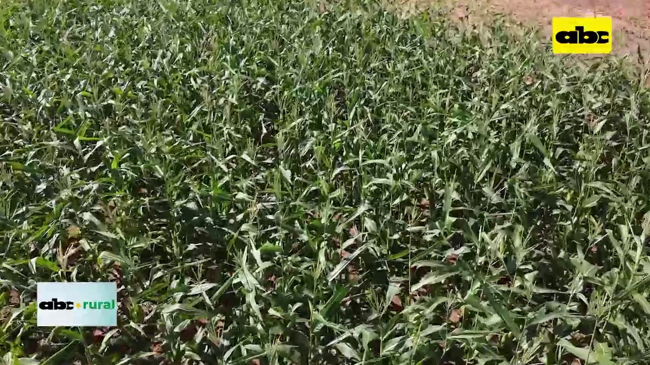 Uso y manejo de pre emergente para control de malezas