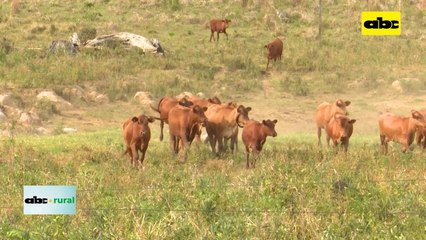 Resultados De Cuando Baja El Tiempo Reproductivo En Ganaderíaa