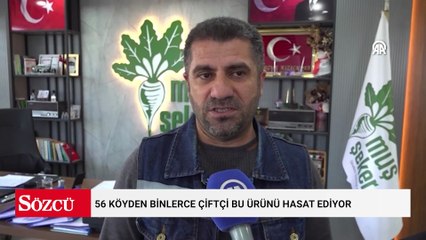 56 köyden binlerce çiftçi bu ürünü hasat ediyor: 76 bin ton üretim hedefleniyor