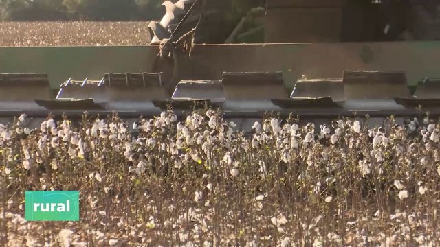 Agricultura, complemento perfecto con la ganadería en el Chaco