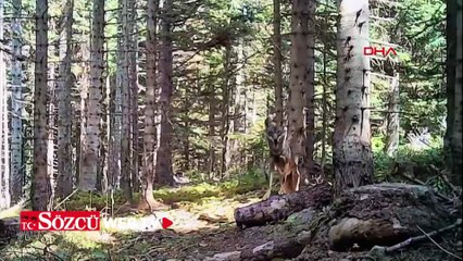 Yaban hayvanları fotokapanla görüntülendi
