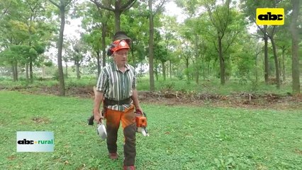 Tumbado seguro de árboles paso a paso
