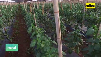 Inversión en híbridos de locote y los resultados positivos