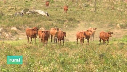 Beneficios del IATF en vaquillas, vacas y ganancia de peso en terneros