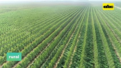 Lograr preñeces de vaquillas a los 14 meses y adelantar ciclos