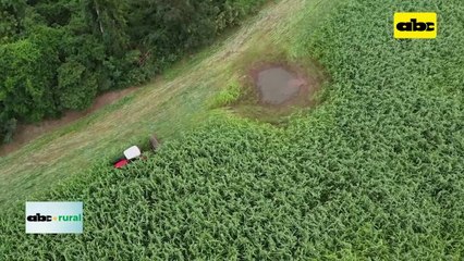 Abonos verdes para ayudar a los herbicidas en el control de malezas