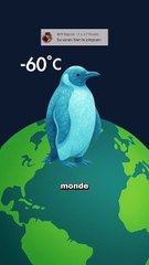 Tu te trompes depuis toujours sur le pingouin ! #pingouin #manchot #animaux #nature #humour