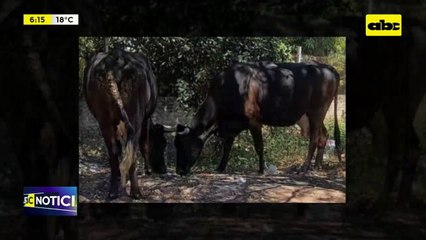 Dos vacas lecheras casi fueron robadas