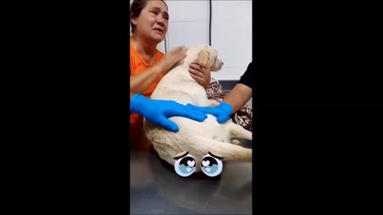 Sol Milagros Tras Ser Rescatada Por El Equipo De Voluntarios De Olfateando Huellas