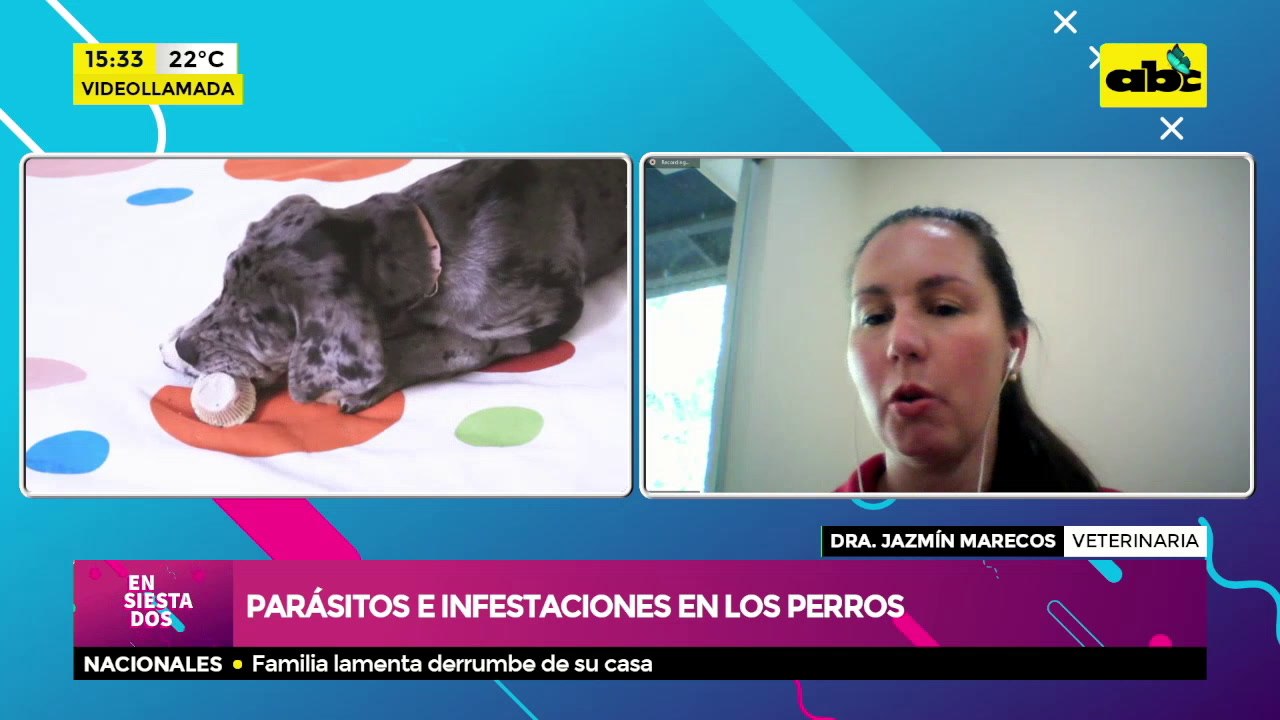 Parásitos e infestaciones en los perros