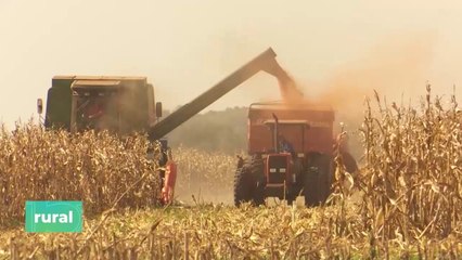 Uso De Levadura Y Biológicos En Cultivos De Soja Y Maíz