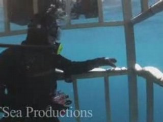 Isla Guadalupe White Sharks in HD