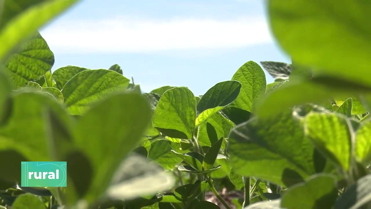 Resultados a campo de uso de microbiomas en cultivos