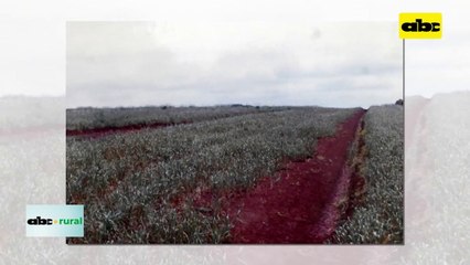 Preocupan invasiones de tierras y el problema ideológico