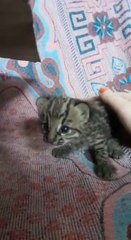 Vídeo De La Cría De Tiríca Rescatada Por Una Familia De Arroyos Y Esteros