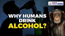 Why Humans Drink Alcohol? It Could Be Wild Chimps. Here's Why | Watch