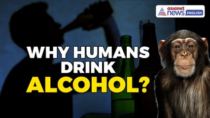 Why Humans Drink Alcohol? It Could Be Wild Chimps. Here's Why | Watch