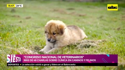 Congreso Nacional de Veterinarios