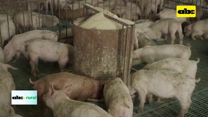 Baja exportación de carne de cerdo en agosto