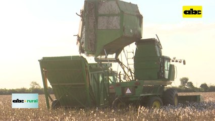 Algodón podría llegar a 30.000 hectáreas en campaña 2022/2023