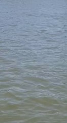 Tras repunte del río Paraná, cardúmenes de peces llegan a Ayolas