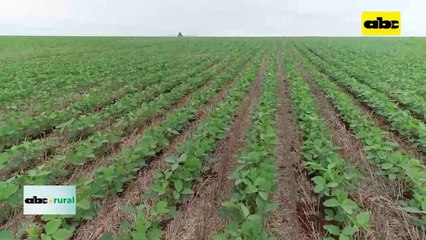 ¿Por qué se denominan, enfermedades de fin de ciclo en soja?