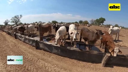 Pasto guasú para todas las categorias bovinas