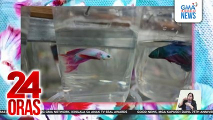 Bahay sa Angeles, nagmistulang aquarium park sa dami ng maliliit at makukulay na isda | 24 Oras