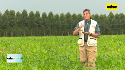 Cómo controlar enfermedades de fin de ciclo en soja