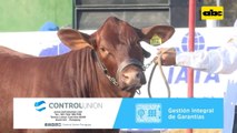 Raza bovina Santa Gertrudis y su mejoramiento genético