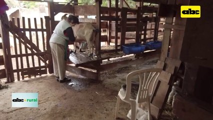 Traslado de ovinos deberá ser con COTA, desde el 1 de enero de 2023