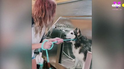 Husky grita como un humano