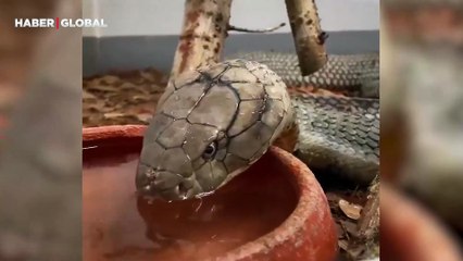 Kral kobra su içerken görüntülendi, yöntemi ise şaşırttı