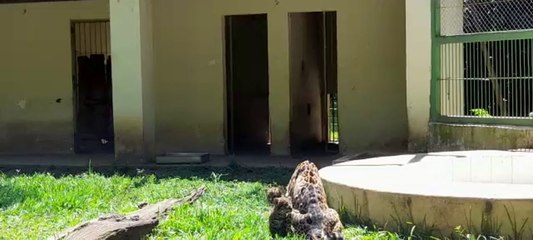 Nacen Crías De Yaguareté En El Refugio Faunístico Atinguy