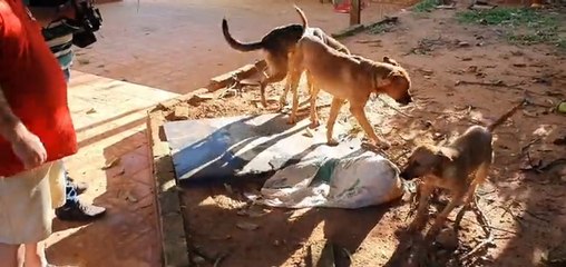 Los perros que mataron a un ladrón en Caacupé no son pitbulls