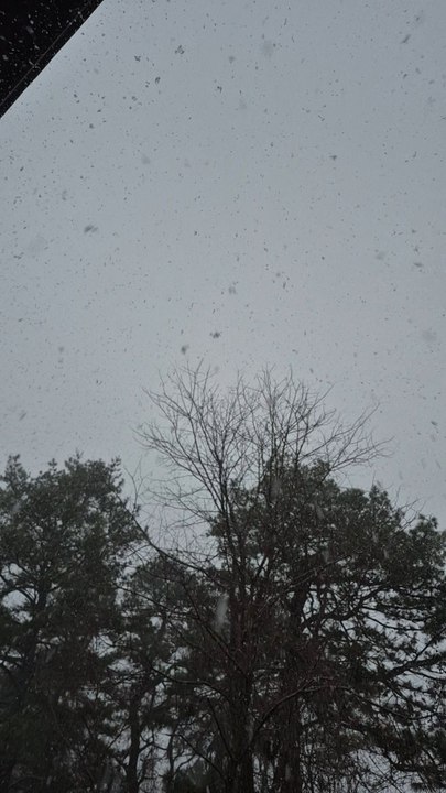 Snow and Bird, 12/02/2025